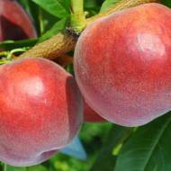 Саджанець Персик Харбінгер